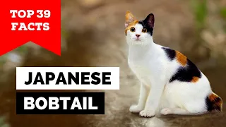 99% of Japanese Bobtail Owners Don't Know This (Maneki Neko)