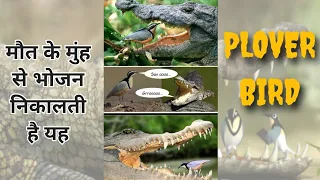 Plover Bird Crocodile🐦🐊 | Facts discovered #shorts