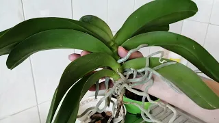 Омоложение орхидеи. Отрезаю верхнюю часть.