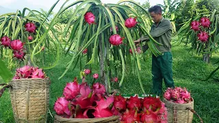 Fatty pigs grow fast, ripe red dragon fruit in the garden bring to the market to sell Ep 89