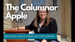 How to Grow Apple Trees in a Container - The Columnar Apple