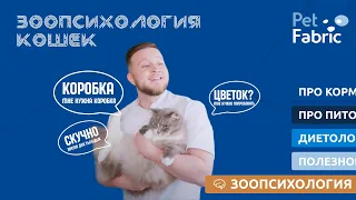 Зоопсихология кошек