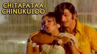 Chitapataa Chinukuloo | Agent Gopi Telugu Movie Video song | Krishna | Jayaprada | ఏజెంట్  గోపి