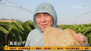 《谁知盘中餐》 20200717 儋州有果 香甜何处来|CCTV农业