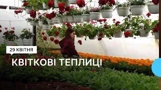 Подружжя з Теребовлі у п’яти теплицях вирощує контейнерні квіти