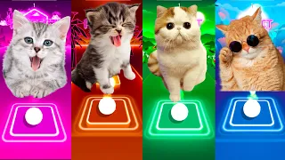 CUTE CATS LADY GAGA BLOODY MARY VS JUSTIN BIEBER VS SHAKIRA WAKA WAKA VS CUPID & TILES HOP EDM RUSH