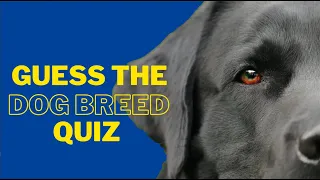 CAN YOU GUESS EACH DOG BREED? (HARD)