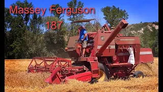 Mietitrebbia Massey Ferguson 187