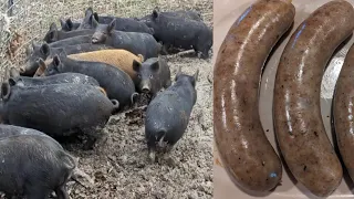 "Piggin Out on Cajun Boudin" Trapping WILD Hogs & A Louisiana FAVORITE Cajun Style Boudin! (Recipe)