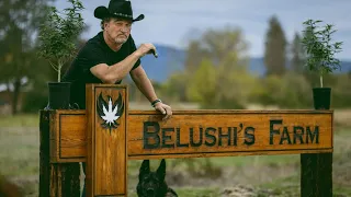 Jim Belushi is a Cannabis farmer in Growing Belushi