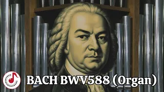 Bach - Canzona in D minor, BWV588 巴赫風琴音樂 @ClassicalAwesome