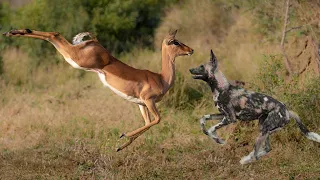 Wild Dogs hunt & kill pregnant Impala