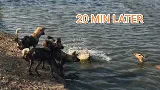 Wild Dogs Try Swimming To Catch Impala