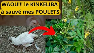 Les vertus puissants des feuilles de kinkeliba en élevage des poulets.