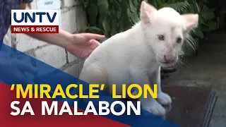 Isang rare pure white lion cub, ipinanganak sa Malabon Zoo
