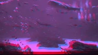 Georgia Aquarium Ocean Voyager HD 3D