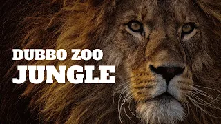 Dubbo Zoo❤💖🐕🐘🐆🦏 | Australia | Cheetah | Elephant | Rhino | Wild Animals | Jungle Life | Animal Wold
