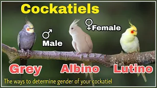 How to tell the Gender of your cockatiels. Lutino, Grey, Albino Cockatiels Male Female difference