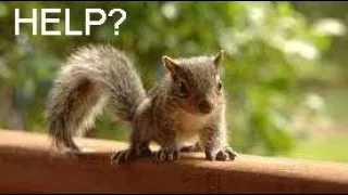 what to do if you find a baby squirrel & also seek out a wildlife rehaber for help & keep trying!