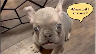 Tiny Frenchie complains that the road is too far. His butt hurts so much from sitting. Mr Nurf