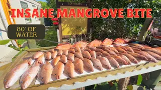 Most Insane Mangrove Snapper Bite 80' Offshore Tampa Bay!