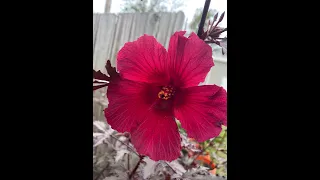 Health Benefits and how to make Cranberry Hibiscus Tea