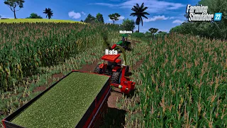 Fazenda simulada #27 | Colhendo silagem para engordar o gado | Farming simulator 22