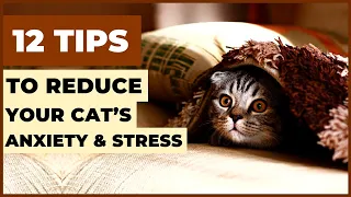 12 Tips to Reduce Your Cat’s Anxiety and Stress (Part 1)