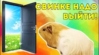 ХИТ ОТ SVINKISHOW / ПЕСНЯ ПАРОДИЯ – СВИНКЕ НАДО ВЫЙТИ