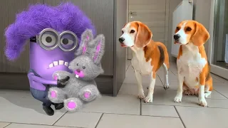 💜🌟Minions In Real Life 🌟💜 Minion Dave turns Purple : Funny Dogs Louie and Marie