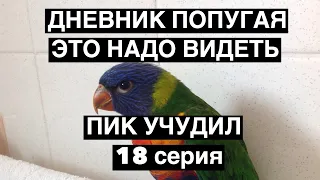 ДНЕВНИК ПОПУГАЯ ПИК.ЭТО НАДО ВИДЕТЬ ЧТО УЧУДИЛ ! ПОПУГАЙ ЛОРИКЕТ КУПАЕТСЯ . АВСТРАЛИЯ СИДНЕЙ