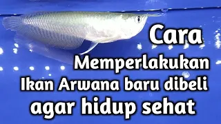 How to treat newly purchased Arowana fish for health