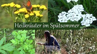 Heilkräuter im Spätsommer | Was man jetzt an heilenden Pflanzen findet u. wie man diese anwendet.