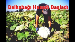 Sakarya Bal kabağı'nın Hasadı Başladı