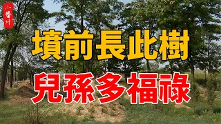 墳前長此樹，子孫多福祿，添財又添福！#生活小酱汁