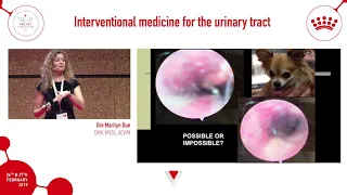 How interventional medicine can solve for urinary tract diseases for pets
