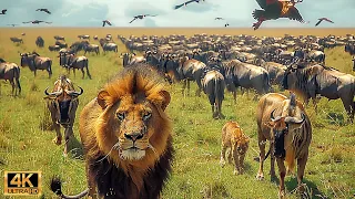 Our Planet | 4K African Wildlife - Great Migration from the Serengeti to the Maasai Mara, Kenya #91