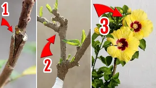 How To GRAFT Hibiscus Plant STEP-by-STEP [With RESULT]