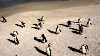 African Penguins at Boulders Beach, Cape Town, South Africa