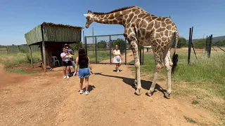 South Africa 🇿🇦 lion and safari park part 2 giraffe 🦒 feeding.