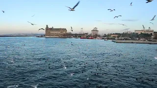 Istambul.Стамбул. Босфор.Утро.Чайки