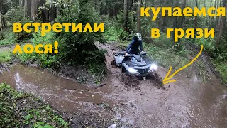 Встретили ЛОСЯ в лесу! // Месим грязь после дождя на квадроциклах brp outlander и Cfmoto cforce