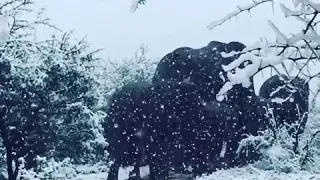 Снег в Африке