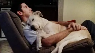 Time spent with Dog is never wasted -  Cute Dogs and Owners Moments