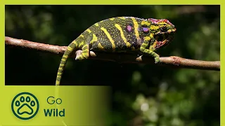 Madagascar: Land of the Chameleons - Go Wild