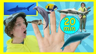 Sea Creatures Finger Family and More Songs | 20 Minutes | Dream English Kids