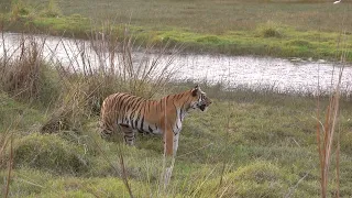 Collarwali at Junona lake #wildlife #tiger #forest #cat #cats