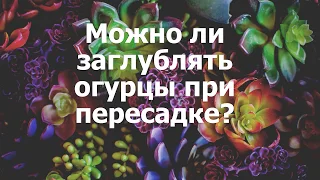 Можно ли заглублять огурцы при пересадке?