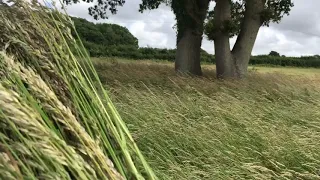 Harvesting Wild Grasses for Basket Making