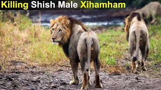 This is How 2 Young Lion Killed Shish Male Xihamham | Father of Casper is Killed